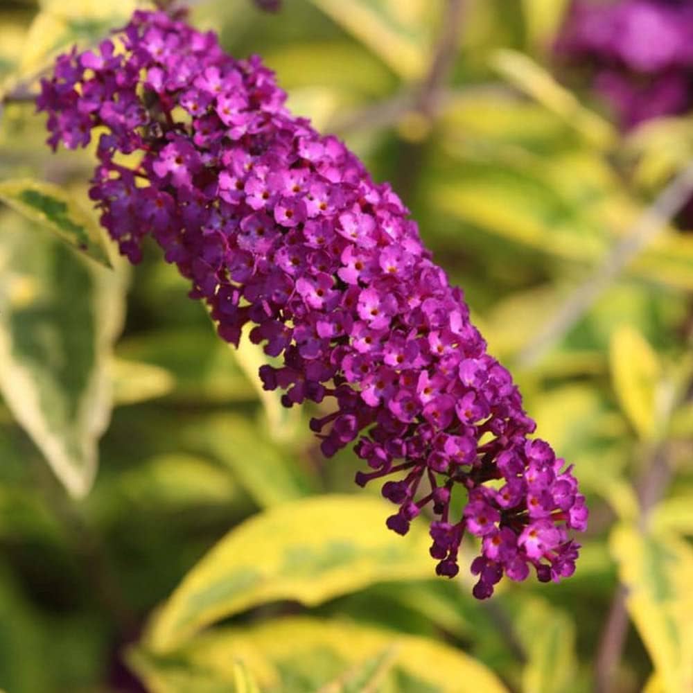Violet Buddleia Davidii Flower seeds for Planting Cut Flower Favorite Heirloom & GMO Free Seeds for Home Garden
Sale seeds for home garden planting