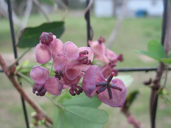 Akebia Flower seeds for Planting - Vibrant Colors, Heirloom & GMO Free Seeds for Home Garden
Sale seeds for planting in home garden