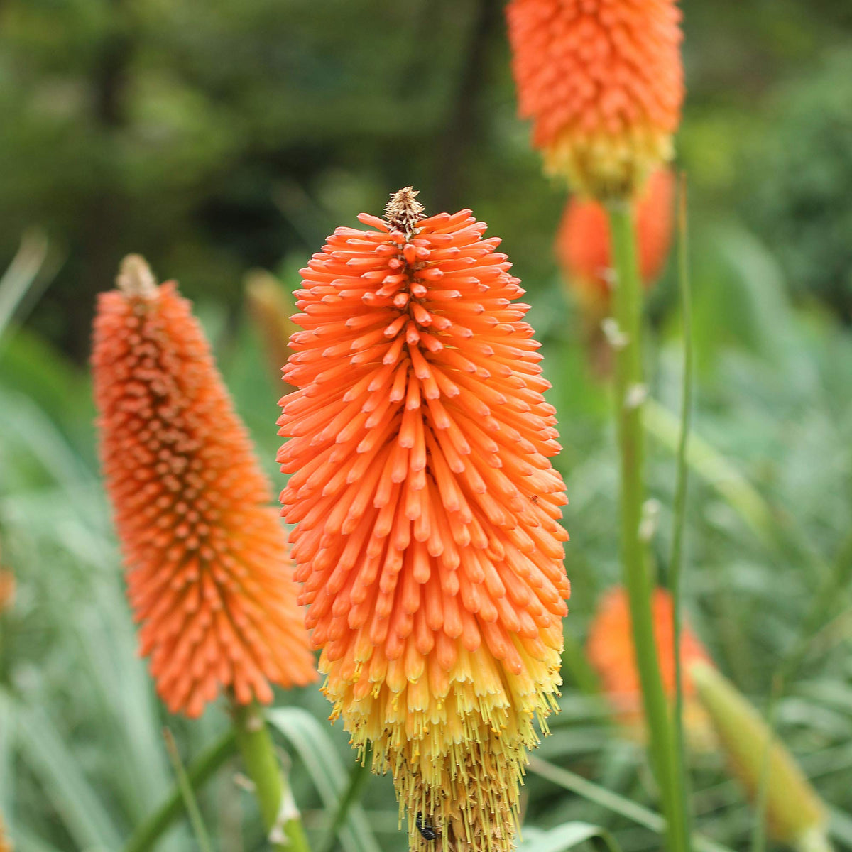 Kniphofia Uvaria Flower seeds for Planting Perfect for Borders Heirloom & GMO Free Seeds for Home Garden
Sale seeds for home garden planting