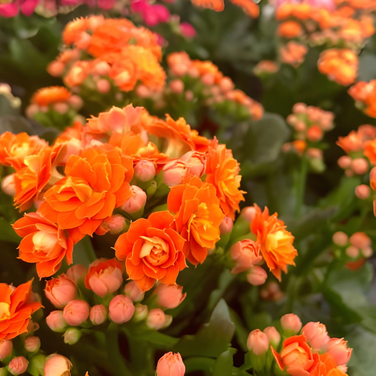 Orange Kalanchoe Flower seeds for Planting Hardy Variety Heirloom & GMO Free Seeds for Home Garden
Sale seeds for home garden planting