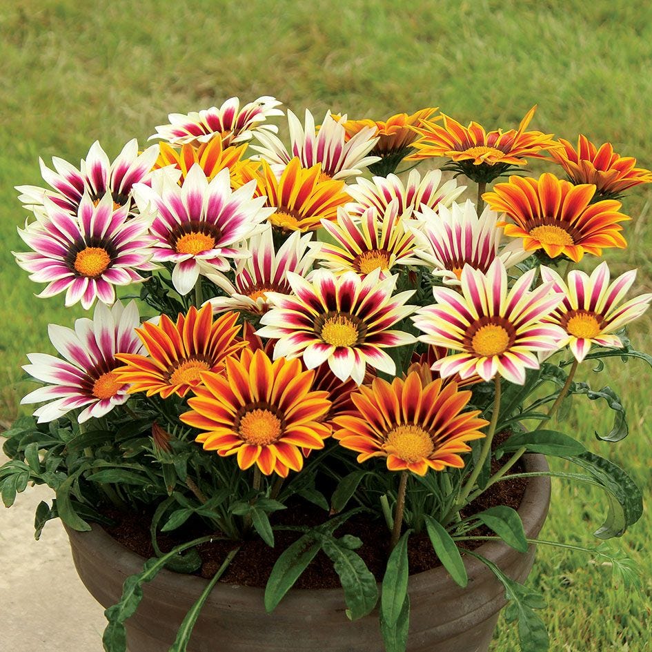 Mix Gazania Flower seeds for Planting Perfect for Borders Heirloom & GMO Free Seeds for Home Garden
Sale seeds for home garden planting
