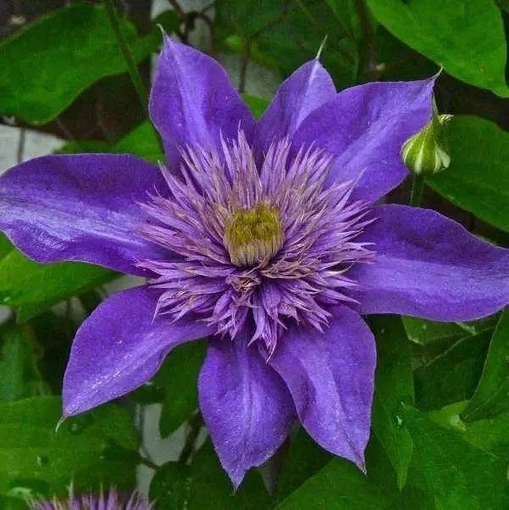 Purple Clematis Flower seeds for Planting Cut Flower Favorite Heirloom & GMO Free Seeds for Home Garden
Sale seeds for home garden planting