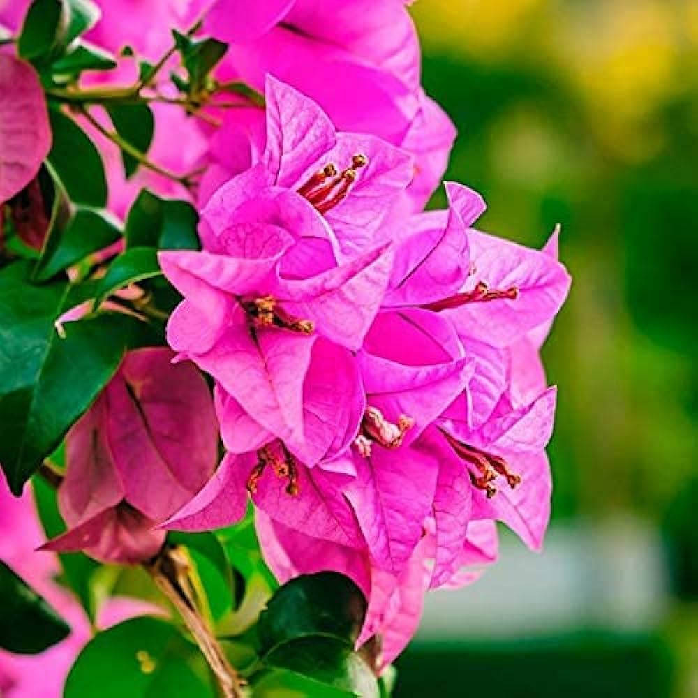 Pink Bougainvillea Flower seeds for Planting Premium Quality Heirloom & GMO Free Seeds for Home Garden
Sale seeds for home garden planting