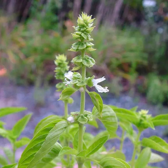 Lamiaceae Flower seeds for Planting Low Maintenance Heirloom & GMO Free Seeds for Home Garden
Sale seeds for home garden planting