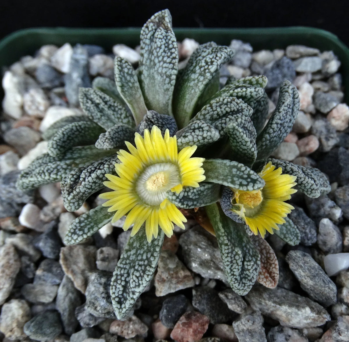 Yellow Nananthus Flower seeds for Planting Pollinator Friendly Heirloom & GMO Free Seeds for Home Garden
Sale seeds for home garden planting