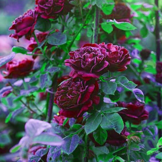 Maroon Climbing Rose Flower seeds for Planting Sun Loving Heirloom & GMO Free Seeds for Home Garden
Sale seeds for home garden planting