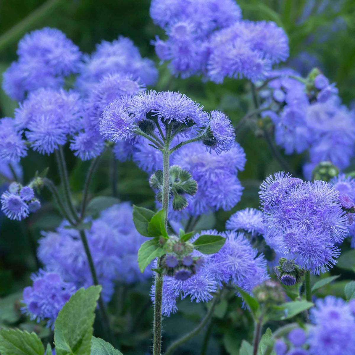Ageratum Flower seeds for Planting Fragrant Blossoms Heirloom & GMO Free Seeds for Home Garden
Sale for planting in home garden