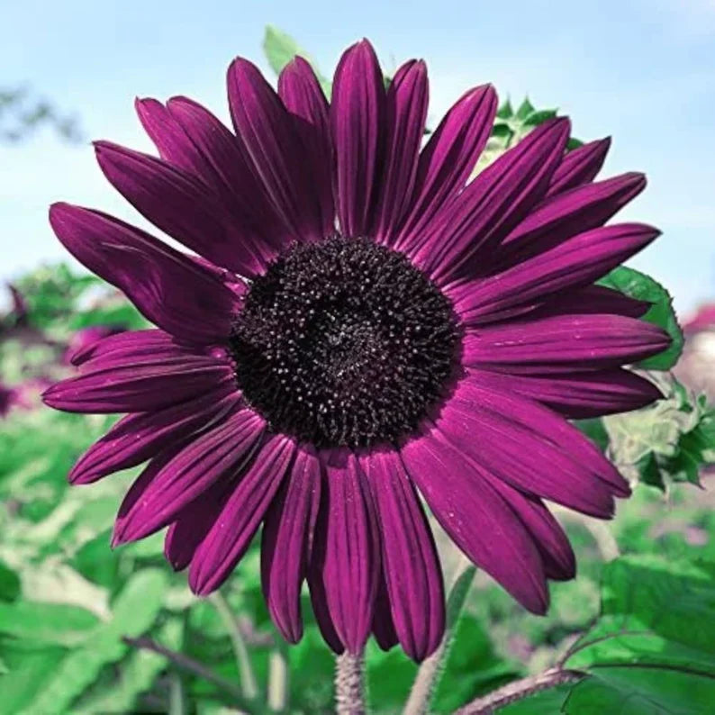 Purple Sunflower Flower seeds for Planting Sun Loving Heirloom & GMO Free Seeds for Home Garden
Sale seeds for home garden planting