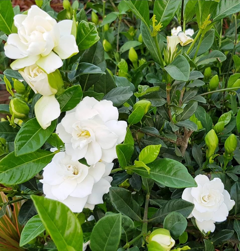 White Gardenia Jasminoides Flower seeds for Planting Hardy Variety Heirloom & GMO Free Seeds for Home Garden
Sale seeds for home garden planting