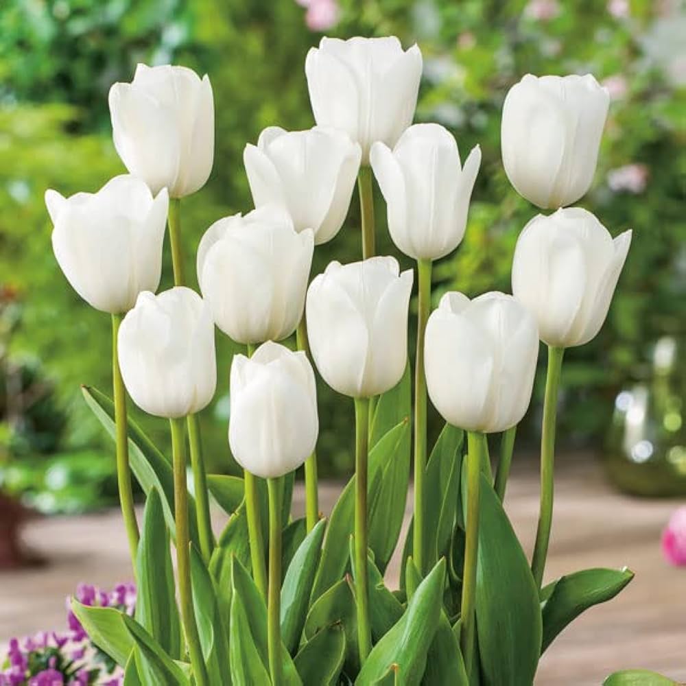 Tulip Petals Flower seeds for Planting Compact Growth Heirloom & GMO Free Seeds for Home Garden
Sale seeds for home garden planting