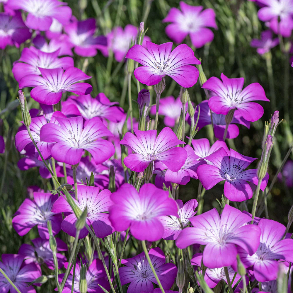 Purple Agrostemma Flower seeds for Planting - Vibrant Colors, Heirloom & GMO Free Seeds for Home Garden
Sale for planting in home garden