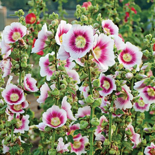 White & Pink Hollyhock Flower seeds for Planting Hardy Variety Heirloom & GMO Free Seeds for Home Garden
Sale seeds for home garden planting