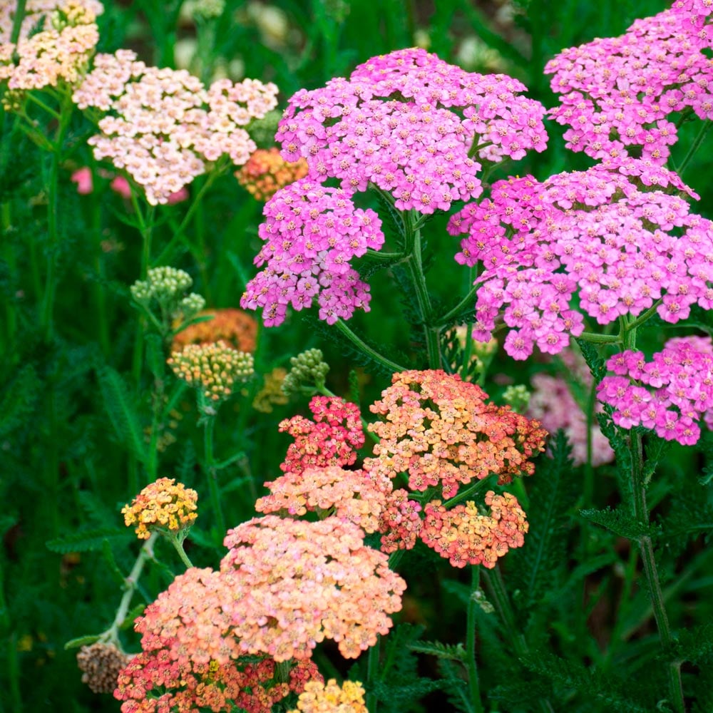 Mixed Achillea Flower seeds for Planting - Shade T