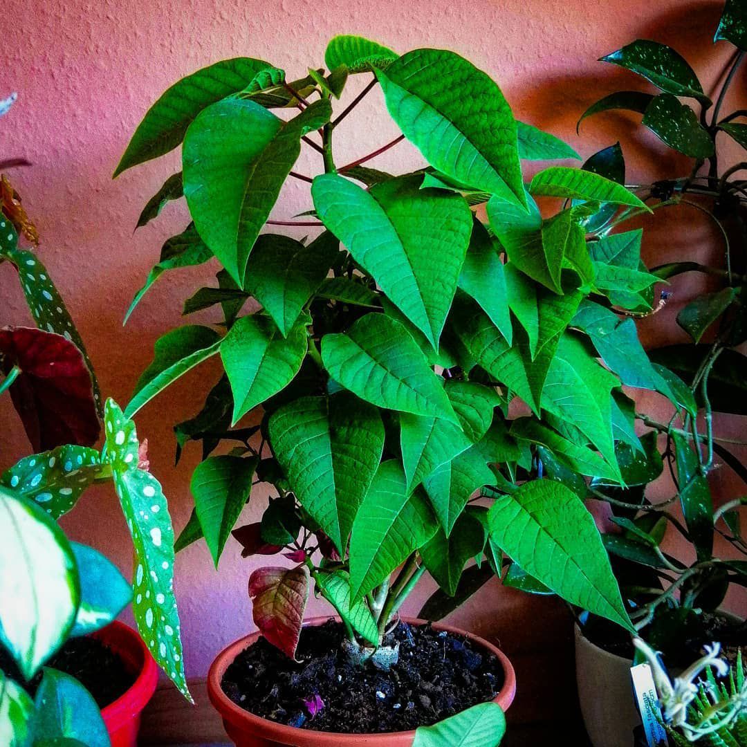 Green Poinsettia Flower seeds for Planting Hardy Variety Heirloom & GMO Free Seeds for Home Garden
Sale seeds for home garden planting