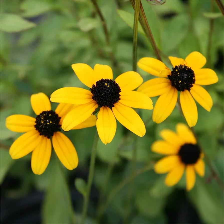 Yellow Rudbeckia Triloba Flower seeds for Planting Hardy Variety Heirloom & GMO Free Seeds for Home Garden
Sale seeds for home garden planting
