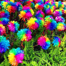 Chrysanthemum Rainbow Flower seeds for Planting - Perfect for Borders, Heirloom & GMO Free Seeds for Home Garden
Sale seeds for planting in home garden