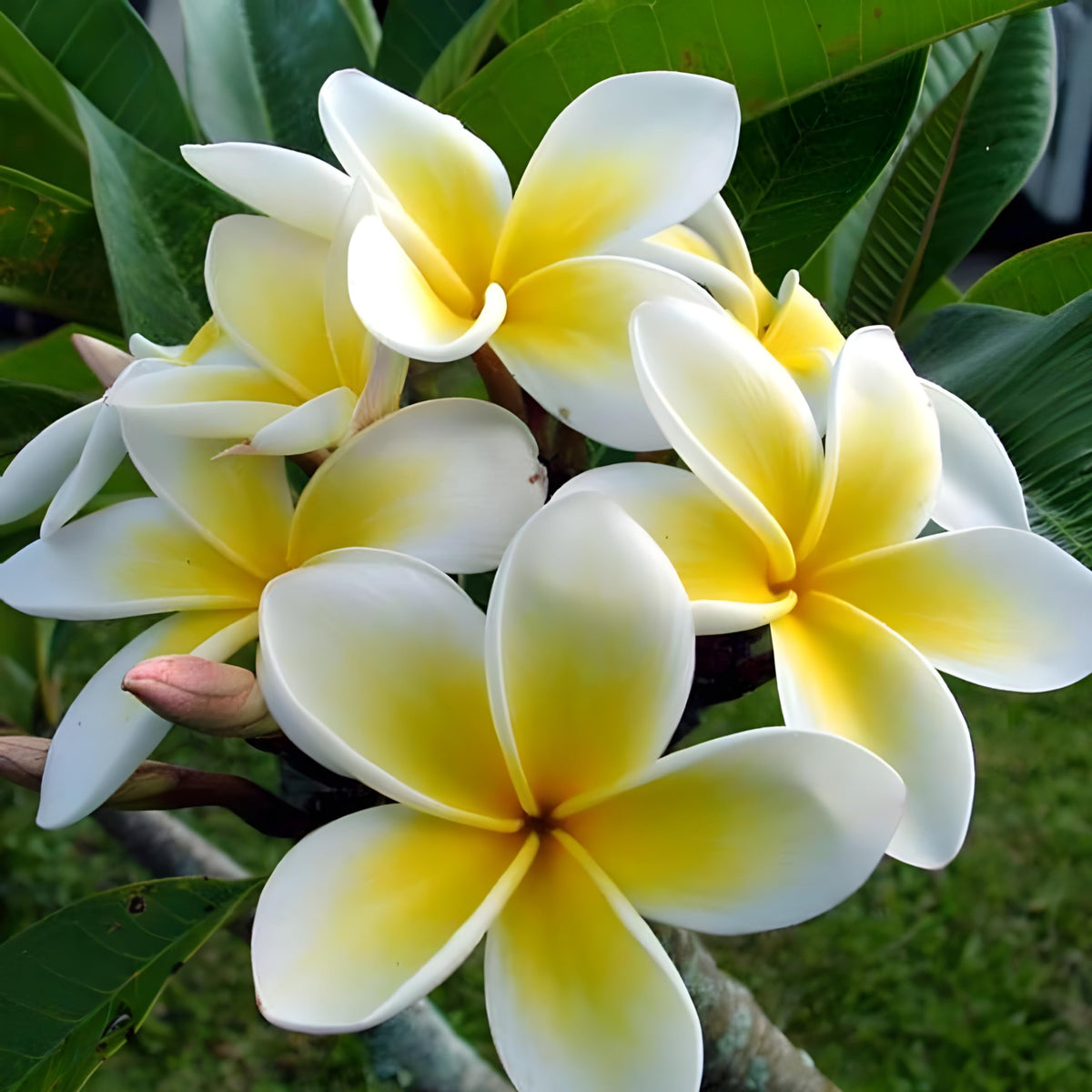Yellow White Frangipani Flower seeds for Planting Premium Quality Heirloom & GMO Free Seeds for Home Garden
Sale seeds for home garden planting