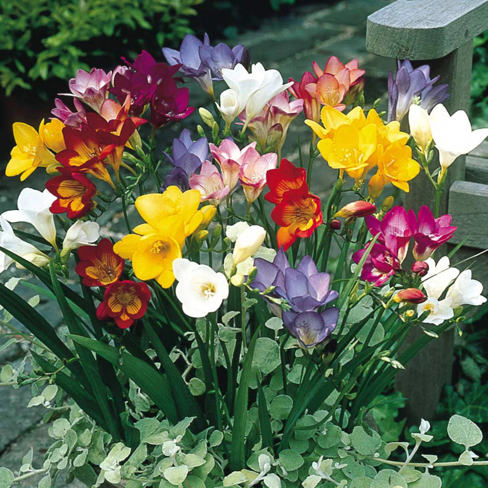 Mixed Freesias Flower seeds for Planting - Garden Favorite, Heirloom & GMO Free Seeds for Home Garden
Sale seeds for planting in home garden