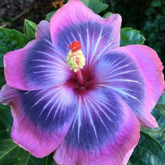Purple & Pink Hibiscus Flower seeds for Planting Cut Flower Favorite Heirloom & GMO Free Seeds for Home Garden
Sale seeds for home garden planting