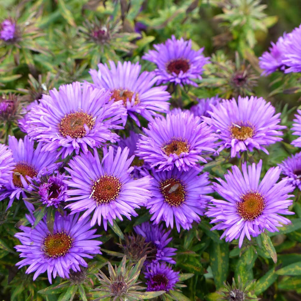 Purple Aster Novae Angliae Flower seeds for Planting Sun Loving Heirloom & GMO Free Seeds for Home Garden
Sale seeds for home garden planting