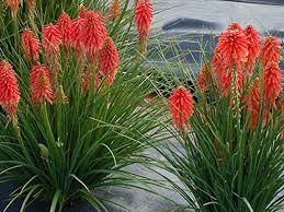 Red Kniphofia Flower seeds for Planting - Easy to Grow, Heirloom & GMO Free Seeds for Home Garden
Sale seeds for planting in home garden