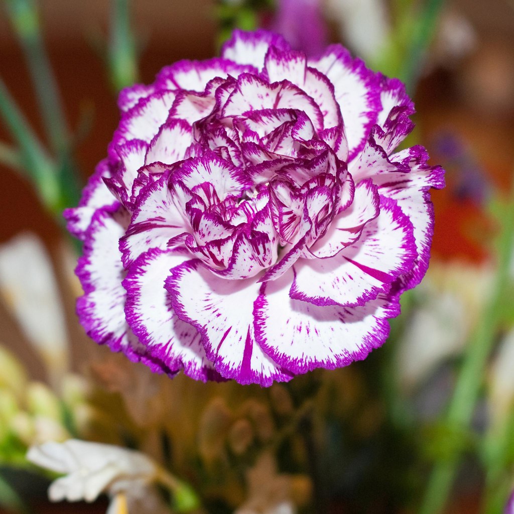 Violet White Carnation Flower seeds for Planting Colorful Display Heirloom & GMO Free Seeds for Home Garden
Sale seeds for home garden planting