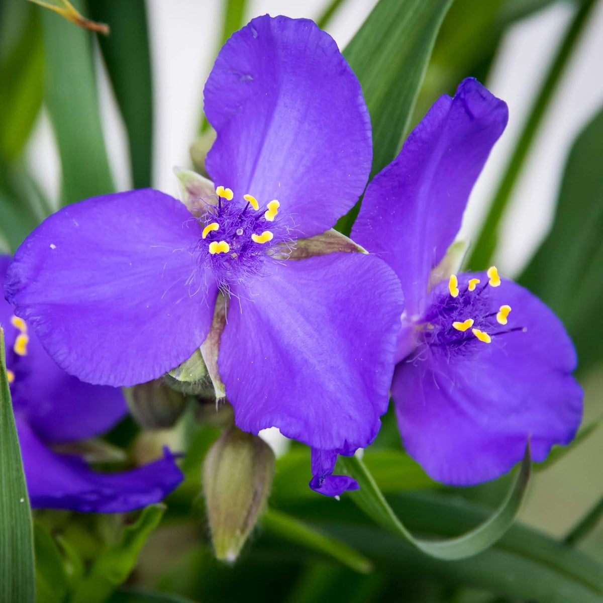 Purple Spiderwort Flower Seeds Flower seeds for Planting Fragrant Blossoms Heirloom & GMO Free Seeds for Home Garden
Sale seeds for home garden planting