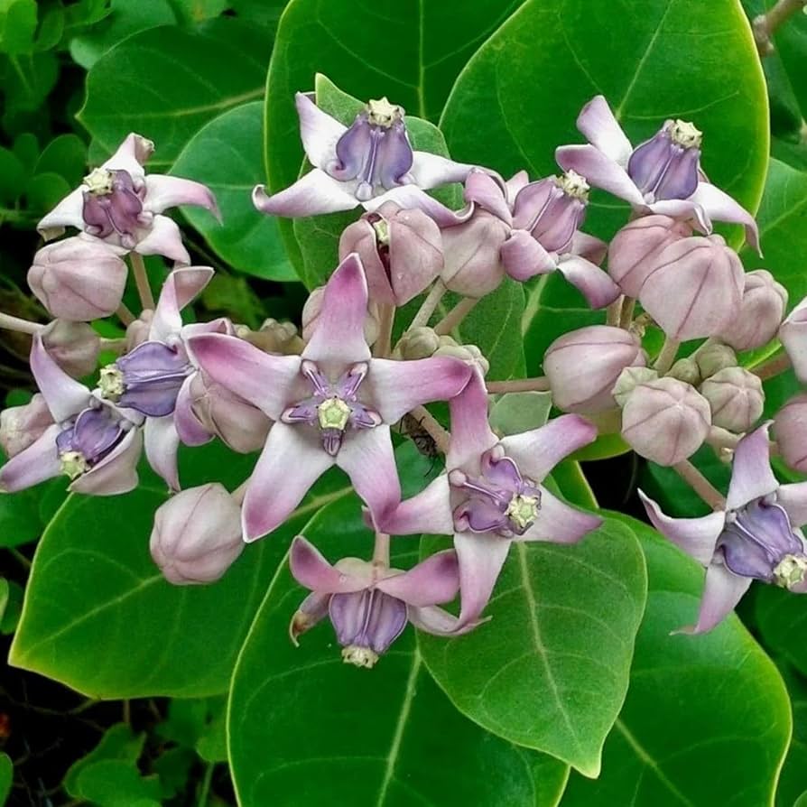 Calotropis Gigantea Flower seeds for Planting Cottage Garden Essential Heirloom & GMO Free Seeds for Home Garden
Sale for planting in home garden