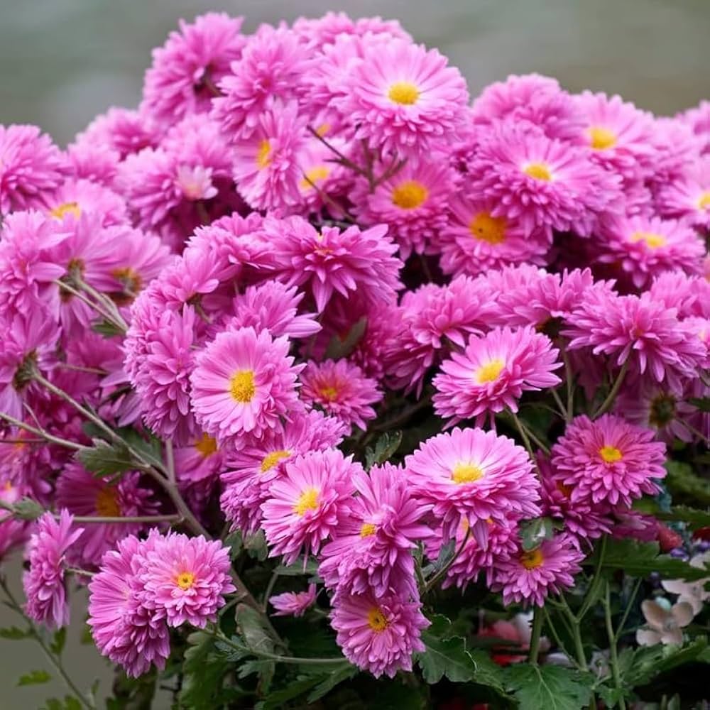 Chrysanthemum Flower seeds for Planting Fragrant Blossoms Heirloom & GMO Free Seeds for Home Garden
Sale seeds for home garden planting