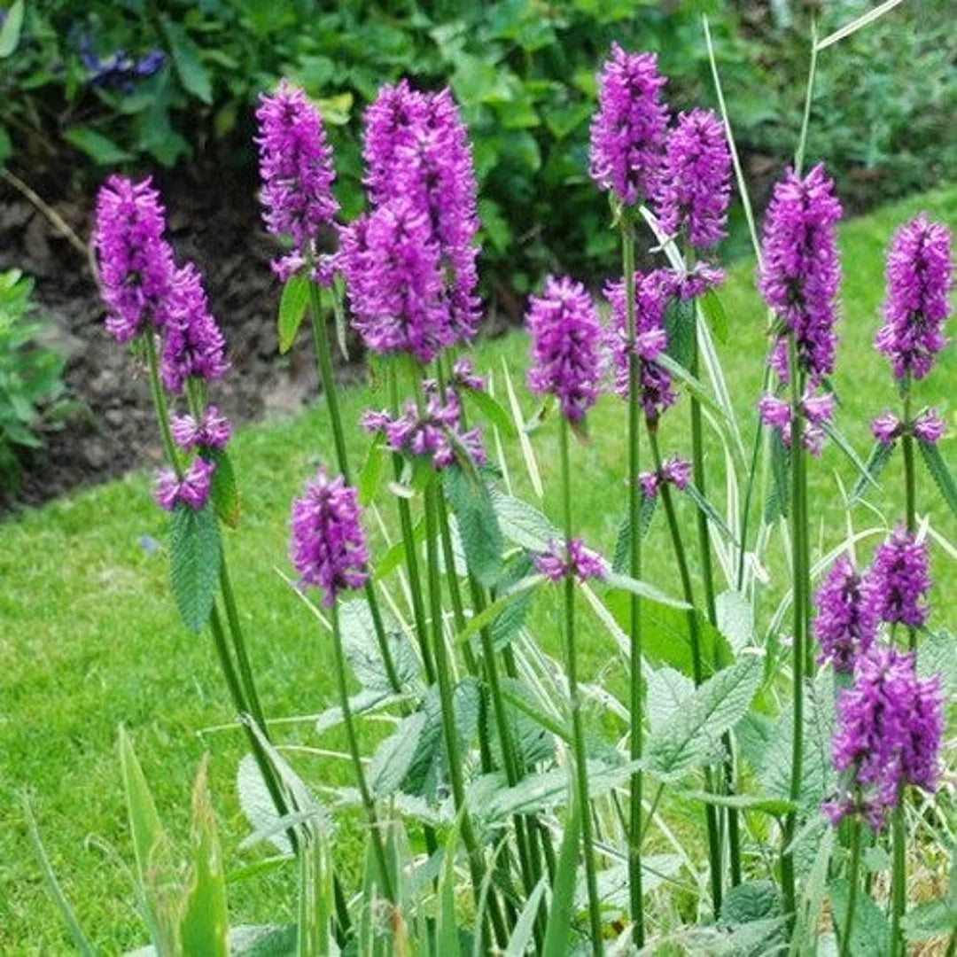Betony Flower seeds for Planting Pollinator Friendly Heirloom & GMO Free Seeds for Home Garden
Sale seeds for home garden planting