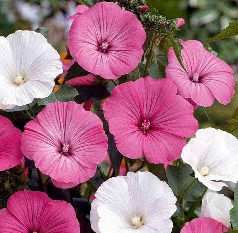 White Pink Lavatera Flower seeds for Planting Long Bloom Season Heirloom & GMO Free Seeds for Home Garden
Sale seeds for home garden planting