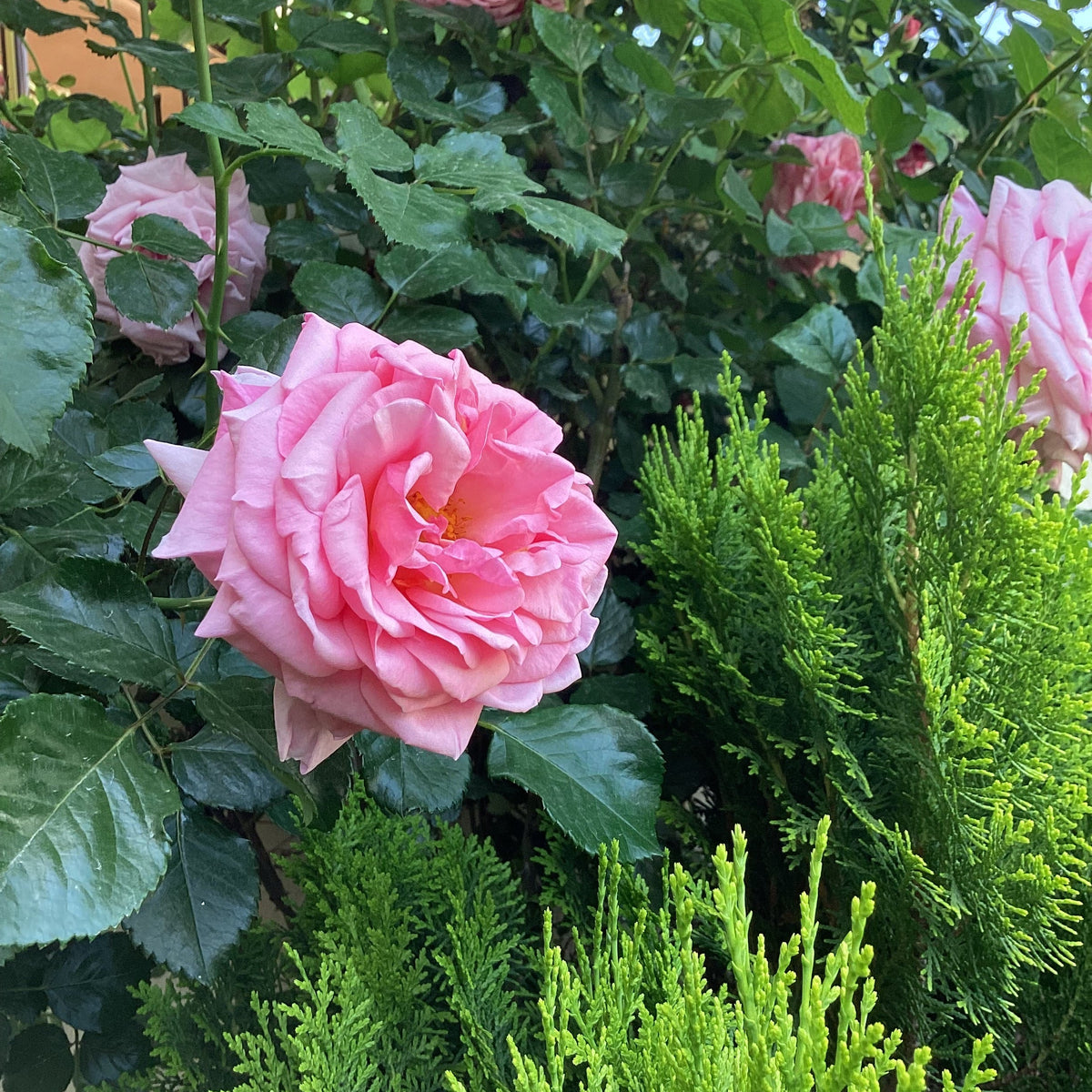 Rosa Damascena Flower seeds for Planting Shade Tolerant Heirloom & GMO Free Seeds for Home Garden
Sale seeds for home garden planting