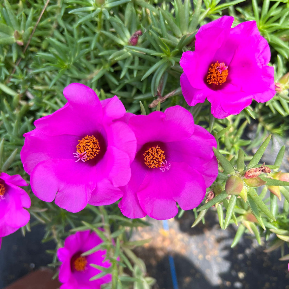 Purple Portulaca Flower seeds for Planting Compact Growth Heirloom & GMO Free Seeds for Home Garden
Sale seeds for home garden planting