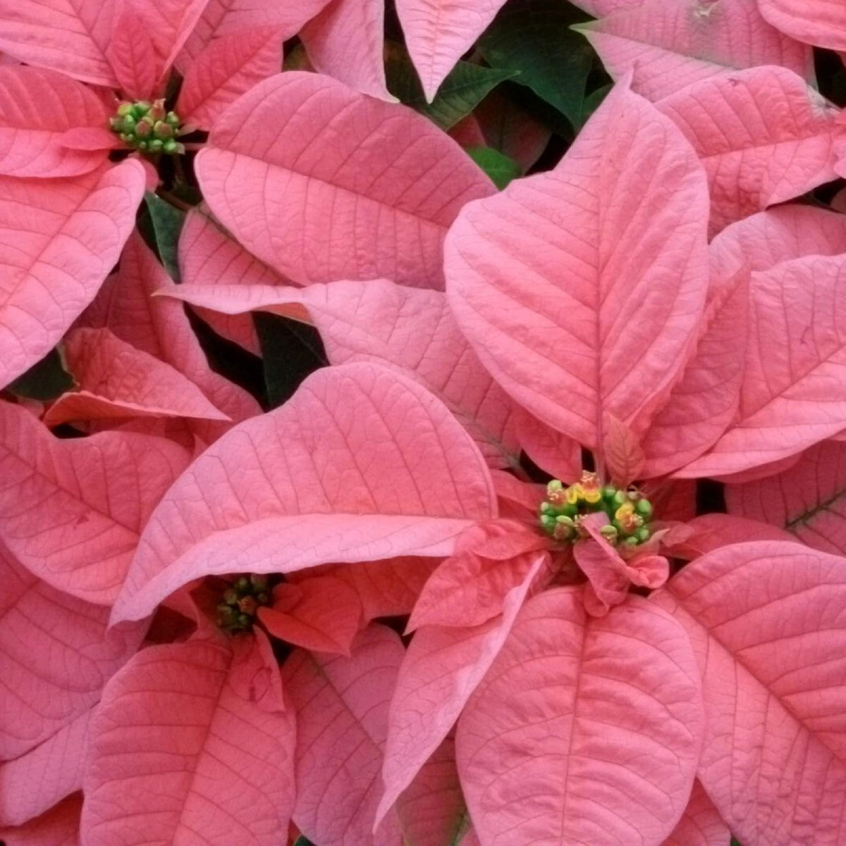 Light Pink Euphorbia Pulcherrima Flower seeds for Planting - Pollinator Friendly, Heirloom & GMO Free Seeds for Home Garden
Sale seeds for planting in home garden
