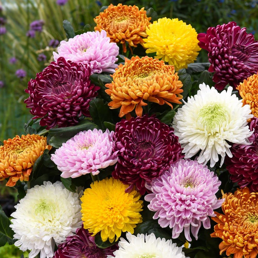 Mix Chrysanthemum Flower seeds for Planting Perfect for Borders Heirloom & GMO Free Seeds for Home Garden
Sale seeds for home garden planting