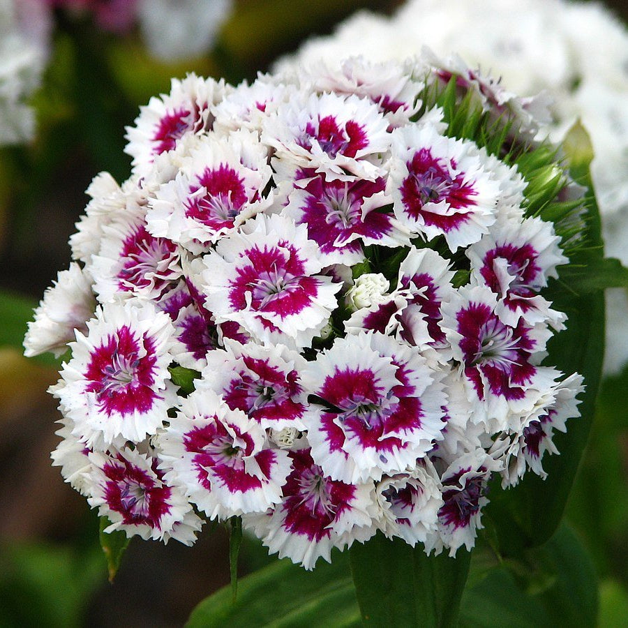White Violet Dianthus Flower seeds for Planting Perfect for Borders Heirloom & GMO Free Seeds for Home Garden
Sale seeds for home garden planting