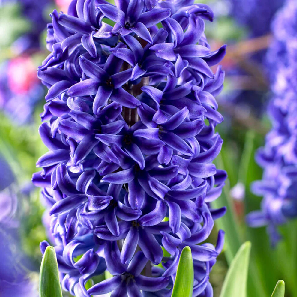 Deep Blue Hyacinth Flower seeds for Planting Sun Loving Heirloom & GMO Free Seeds for Home Garden
Sale seeds for home garden planting