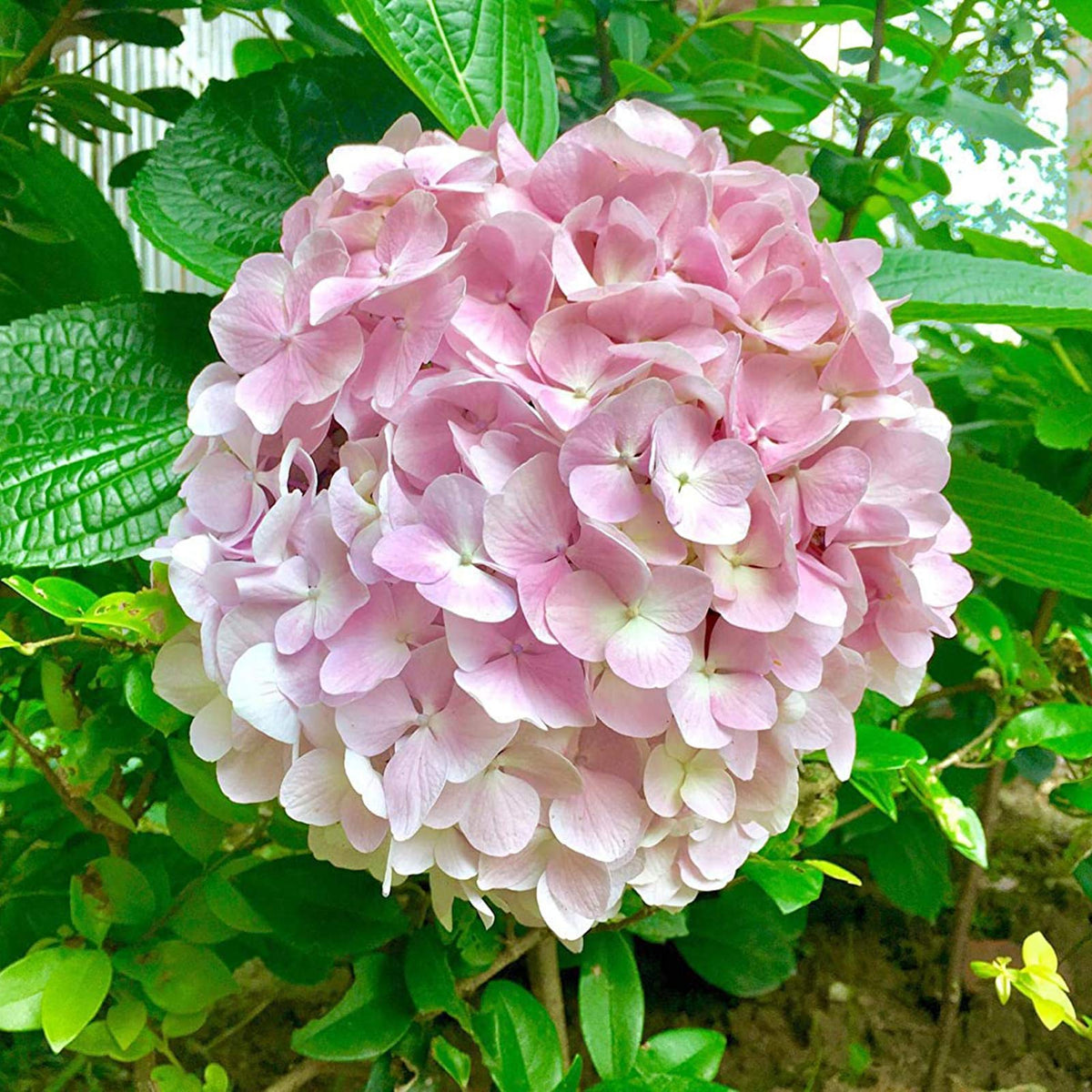 Light Pink Hydrangea Flower seeds for Planting - Long Bloom Season, Heirloom & GMO Free Seeds for Home Garden
Sale seeds for planting in home garden