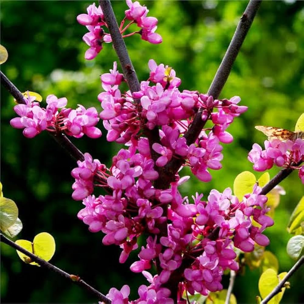 Pink Canadensis Flower seeds for Planting Low Maintenance Heirloom & GMO Free Seeds for Home Garden
Sale seeds for home garden planting