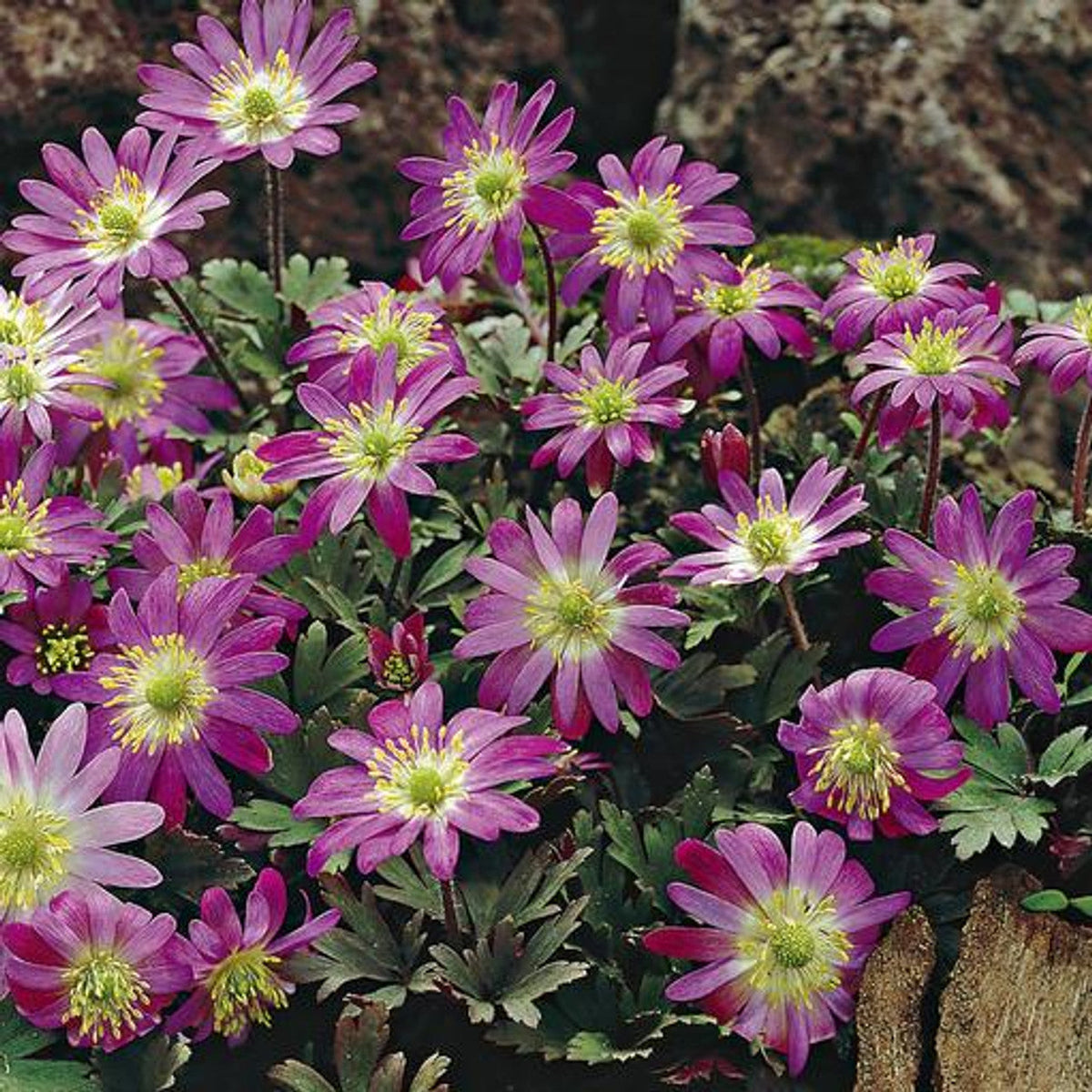 Pink Blanda Star Flower seeds for Planting Shade Tolerant Heirloom & GMO Free Seeds for Home Garden
Sale seeds for home garden planting