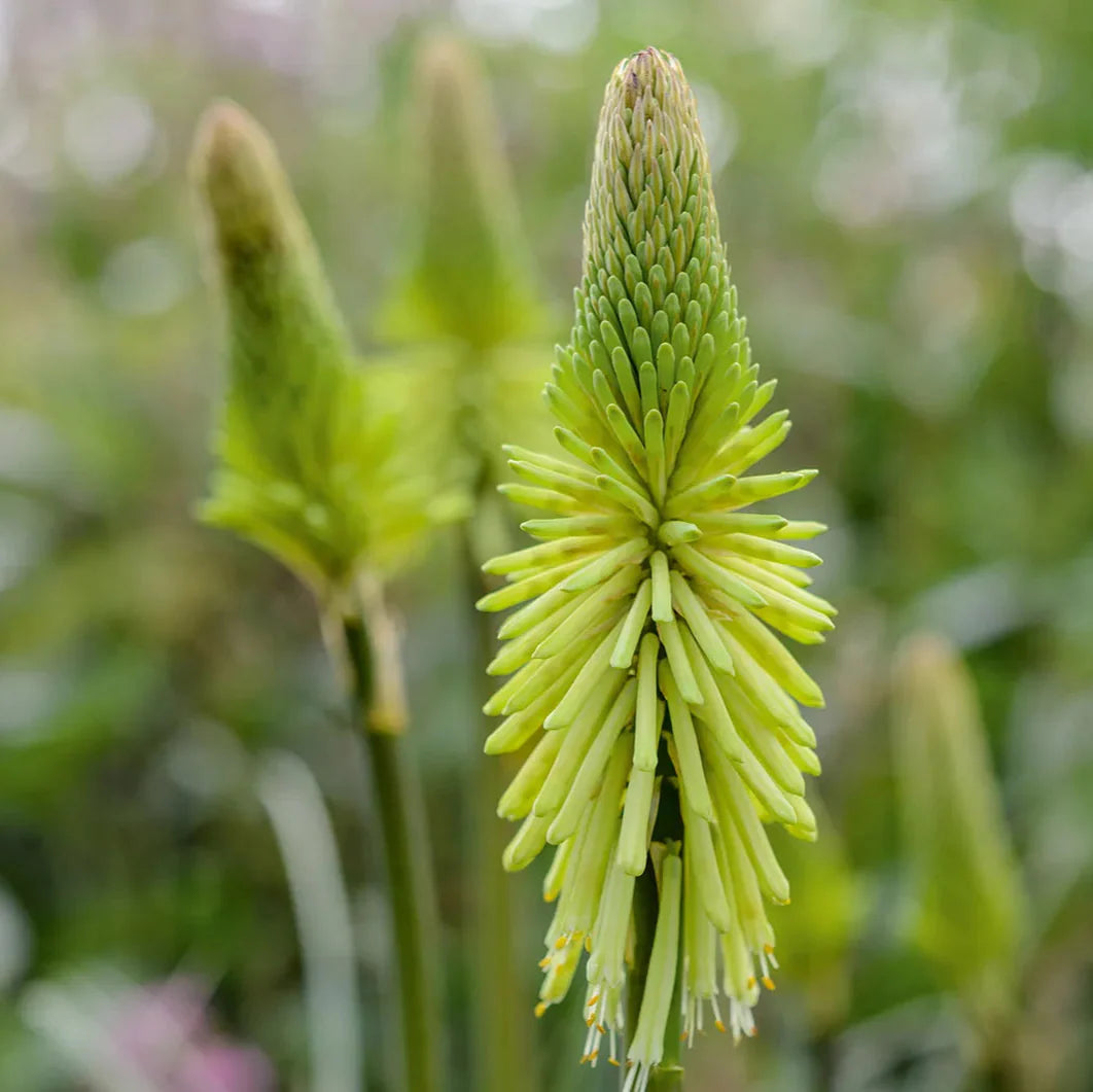 Green Kniphofia Flower seeds for Planting Cottage Garden Essential Heirloom & GMO Free Seeds for Home Garden
Sale seeds for home garden planting