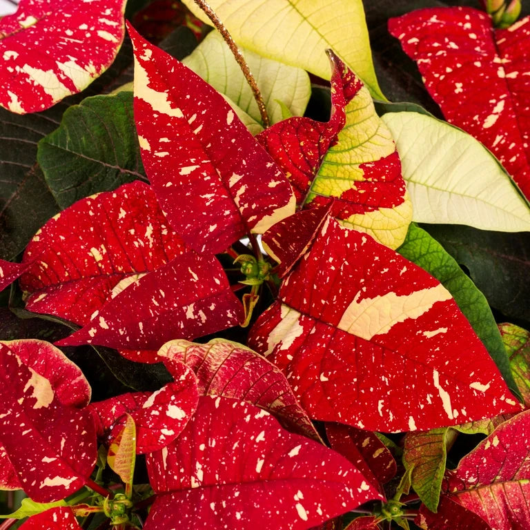 Red White Poinsettia Flower seeds for Planting Low Maintenance Heirloom & GMO Free Seeds for Home Garden
Sale seeds for home garden planting