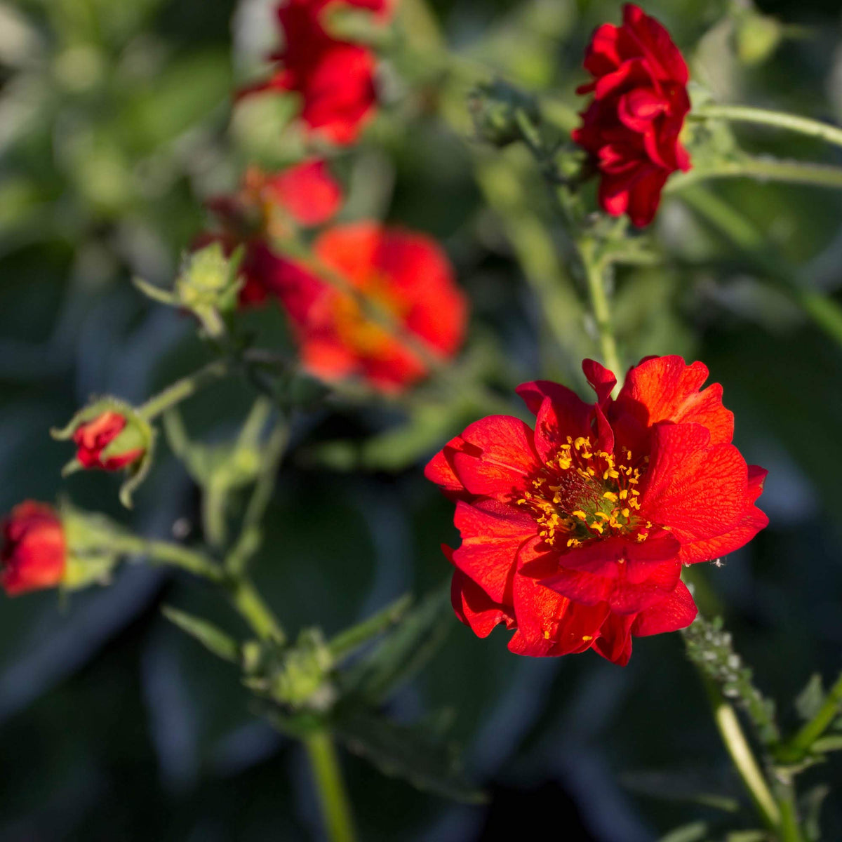 Red Bradshaw Flower seeds for Planting - Easy to Grow, Heirloom & GMO Free Seeds for Home Garden
Sale for planting in home garden