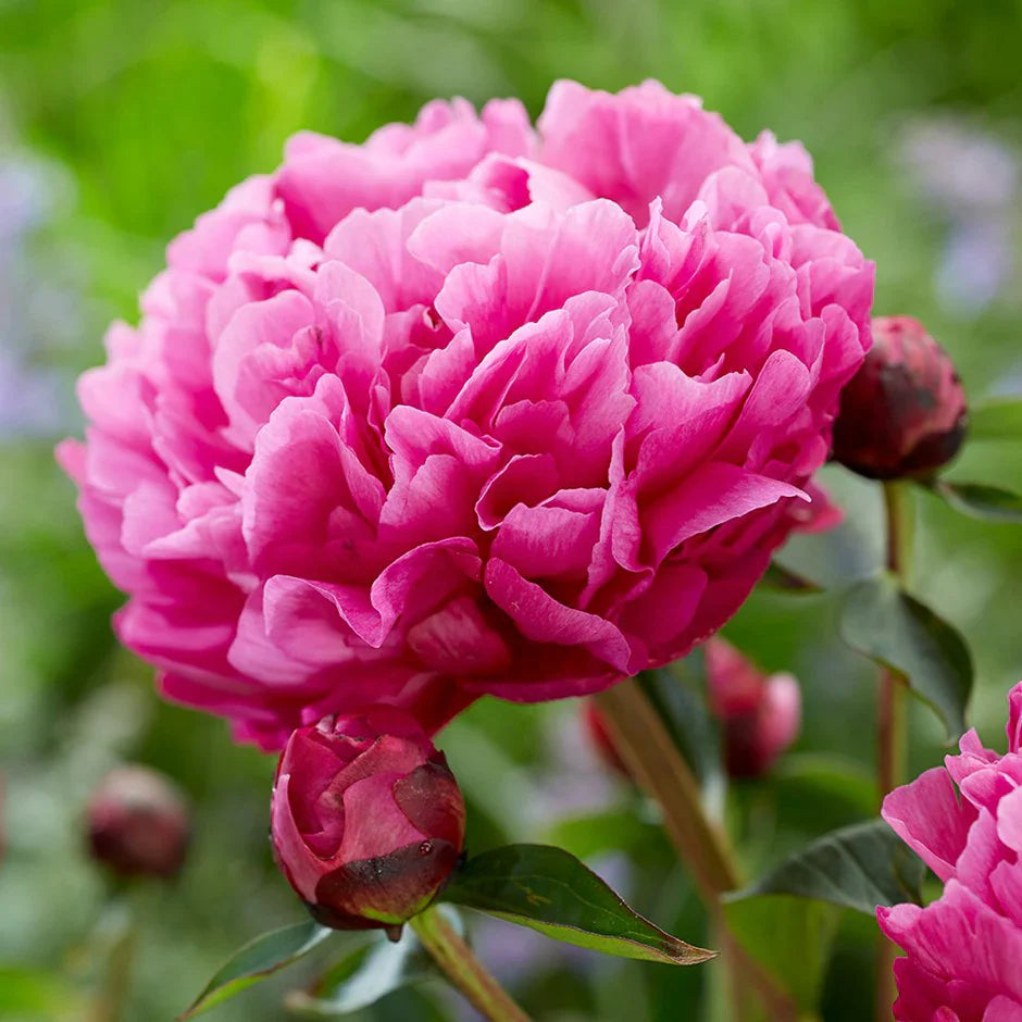 Pink Paeonia Lactiflora Flower seeds for Planting Hardy Variety Heirloom & GMO Free Seeds for Home Garden
Sale seeds for home garden planting