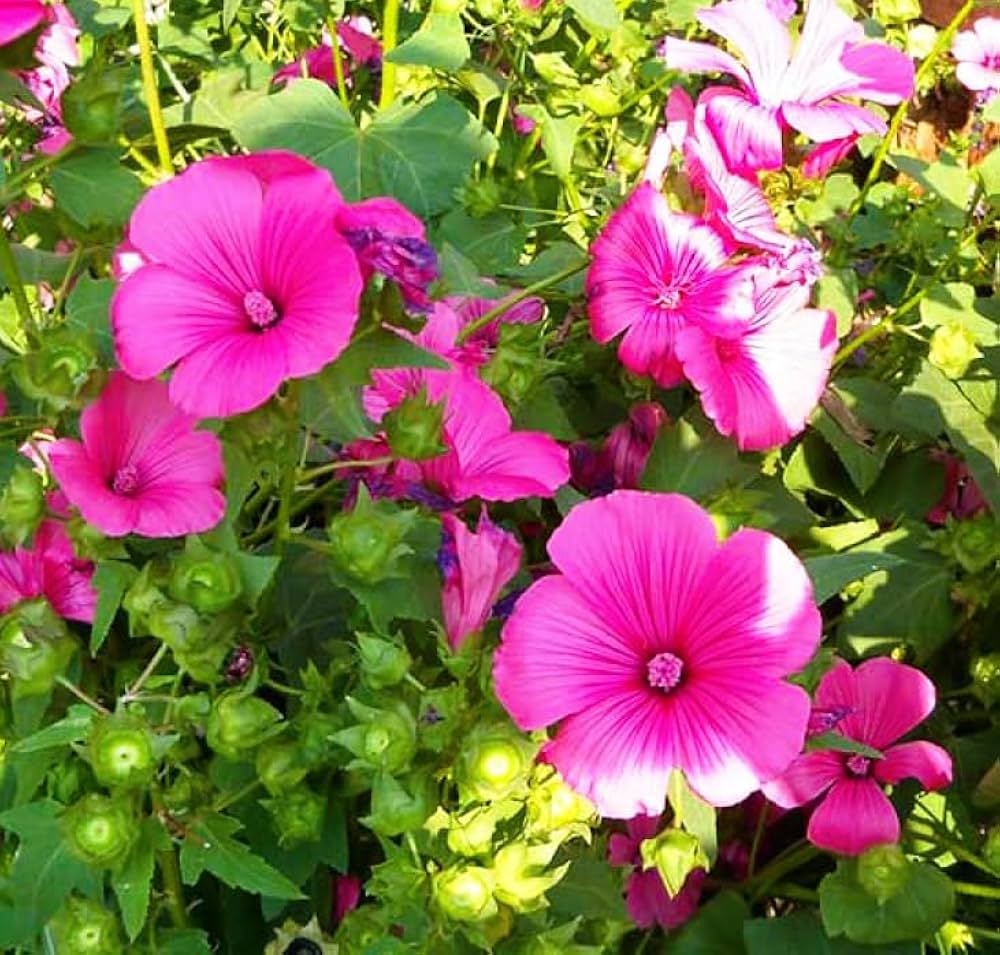 Pink Lavatera Flower seeds for Planting Easy to Grow Heirloom & GMO Free Seeds for Home Garden
Sale seeds for home garden planting