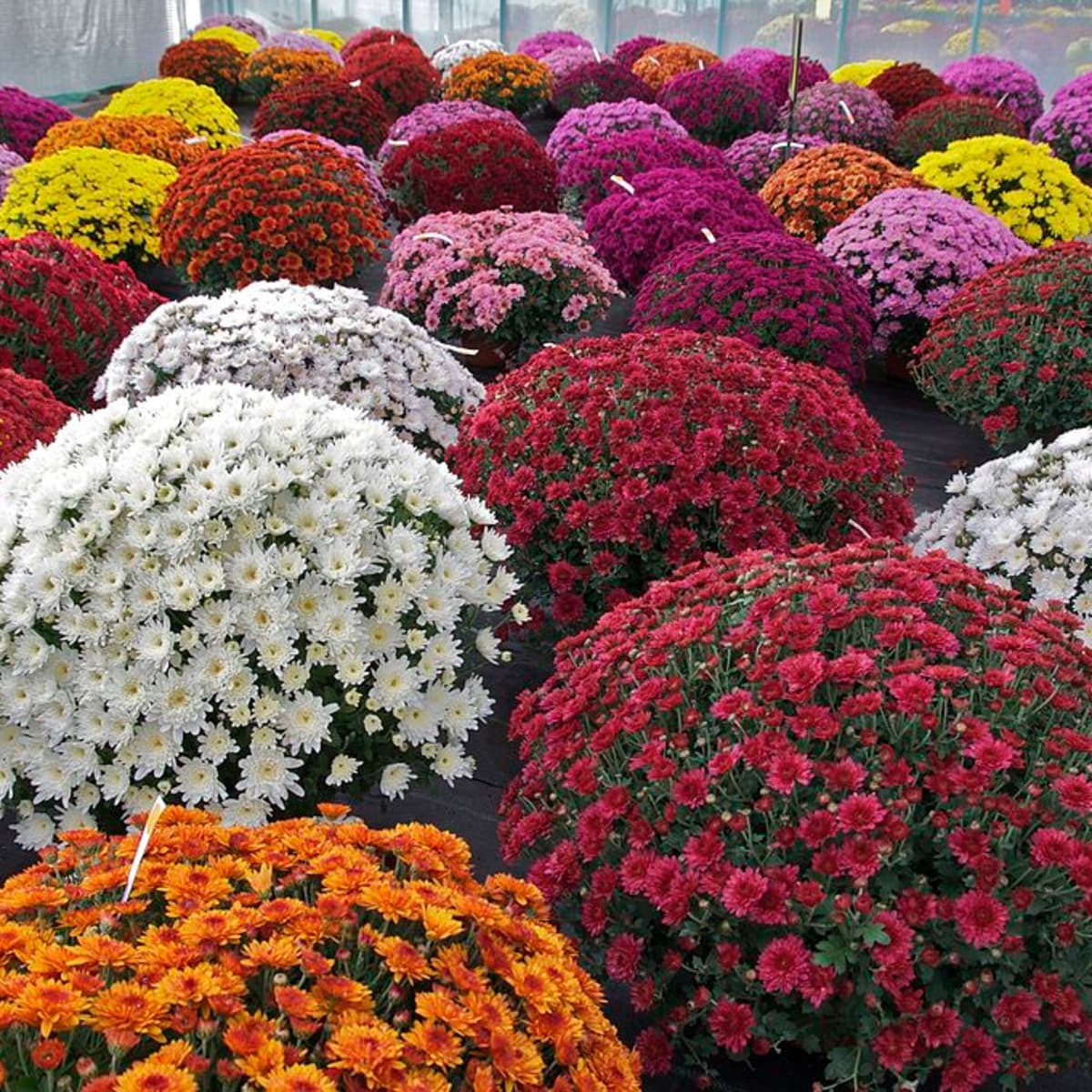 Chrysanthemum Flower seeds for Planting Drought Tolerant Heirloom & GMO Free Seeds for Home Garden
Sale seeds for home garden planting