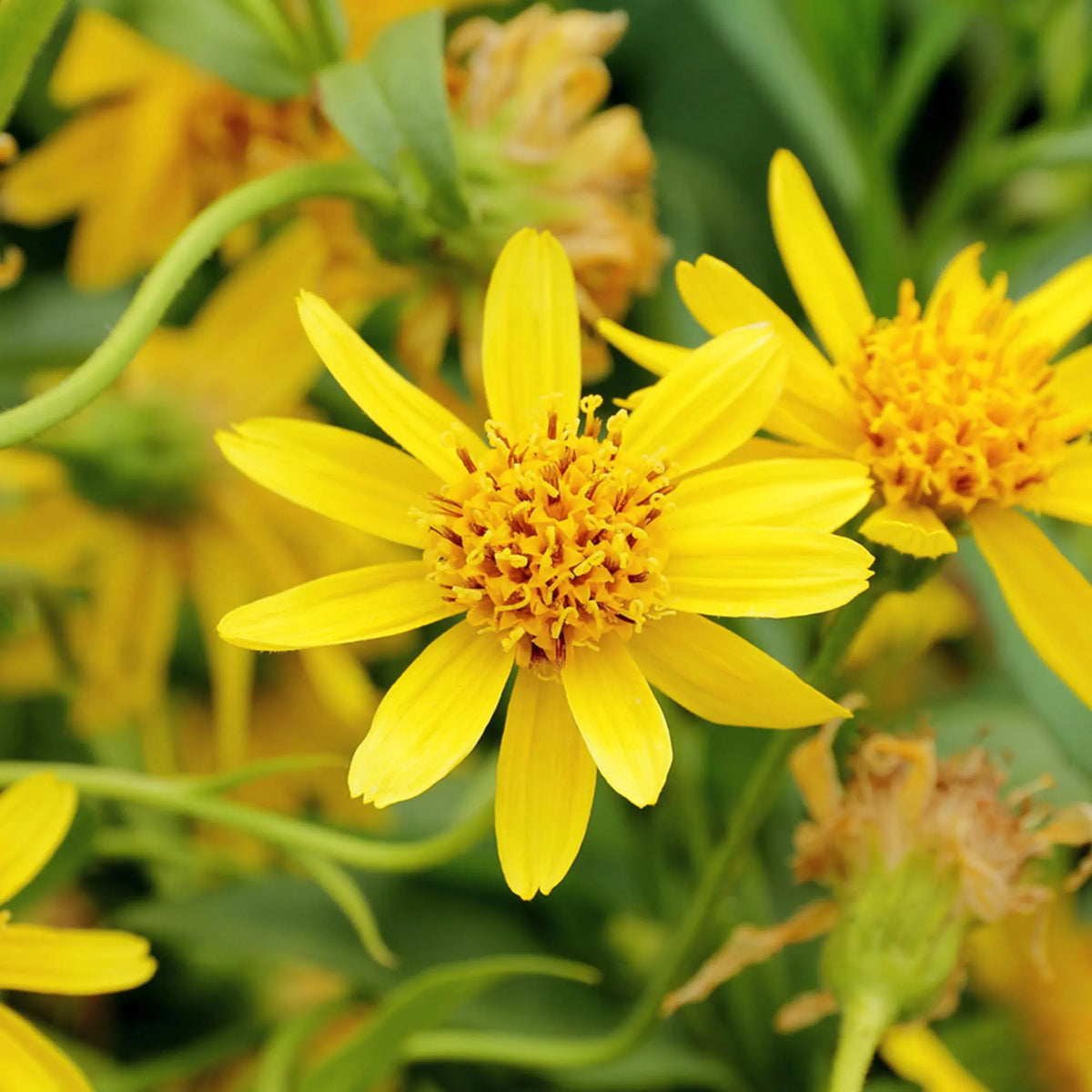 Yellow Arnica Montana Flower seeds for Planting Vibrant Colors Heirloom & GMO Free Seeds for Home Garden
Sale seeds for home garden planting