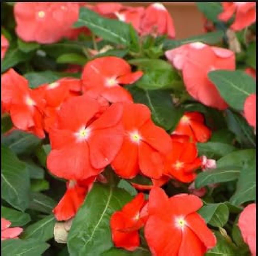 Orange Periwinkle Flower seeds for Planting - Pollinator Friendly, Heirloom & GMO Free Seeds for Home Garden
Sale seeds for planting in home garden