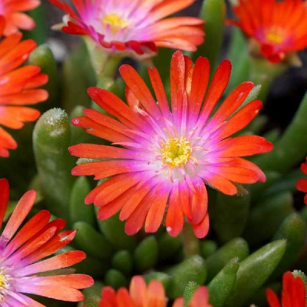 Red Delosperma Flower seeds for Planting Fragrant Blossoms Heirloom & GMO Free Seeds for Home Garden
Sale for planting in home garden