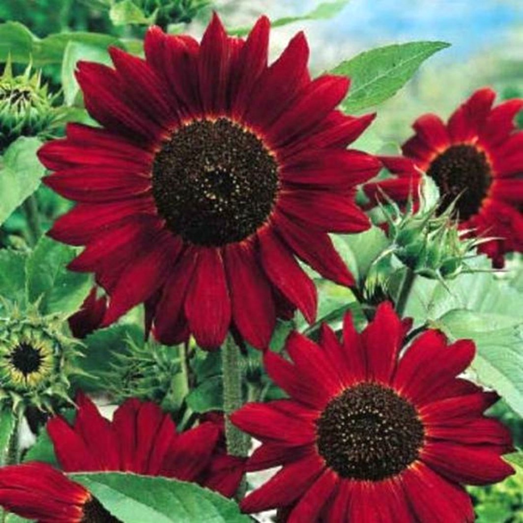 Red Helianthus Flower seeds for Planting - Sun Loving, Heirloom & GMO Free Seeds for Home Garden
Sale for planting in home garden